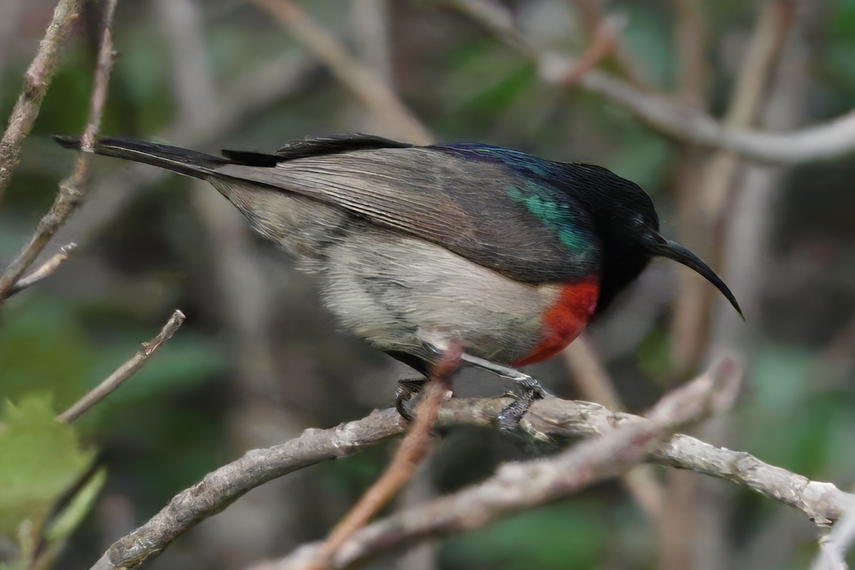 Greater Double-collared Sunbird - ML629849524