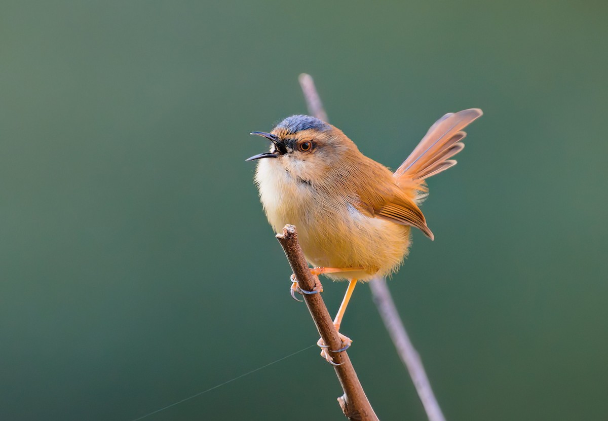 Gray-crowned Prinia - ML629849915