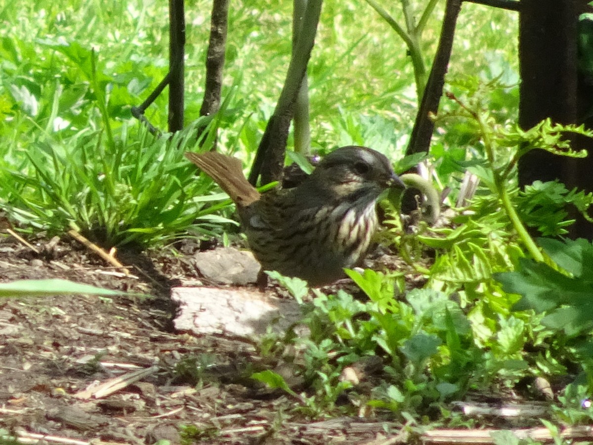 Lincoln's Sparrow - ML629850039
