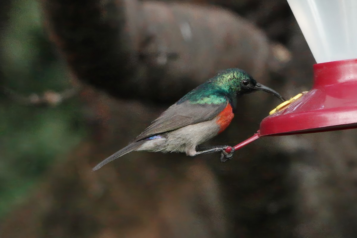 Greater Double-collared Sunbird - ML629850040