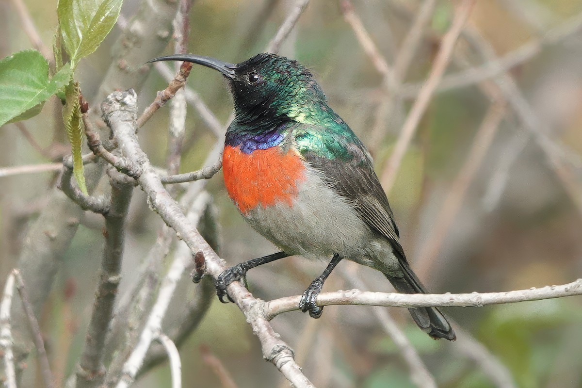 Greater Double-collared Sunbird - ML629850271