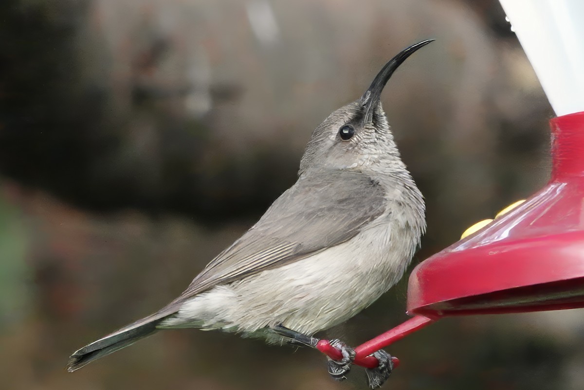 Greater Double-collared Sunbird - ML629850296