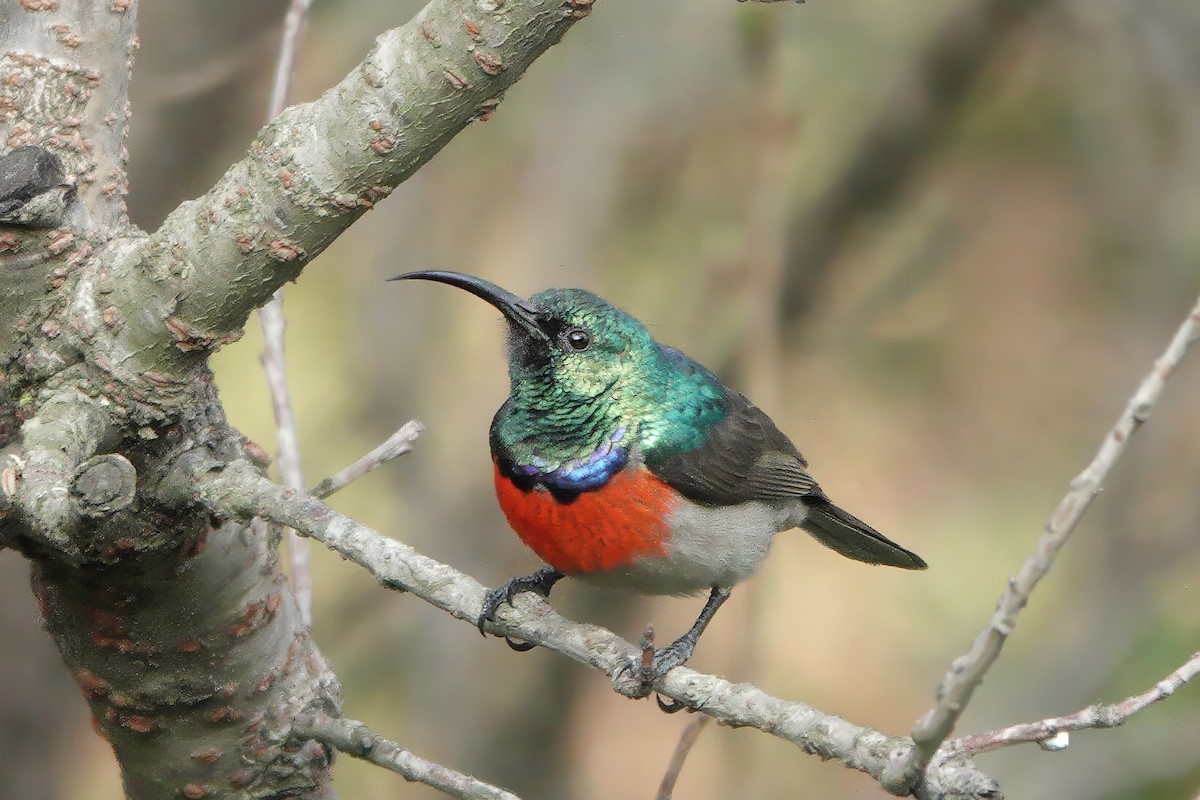 Greater Double-collared Sunbird - ML629850309