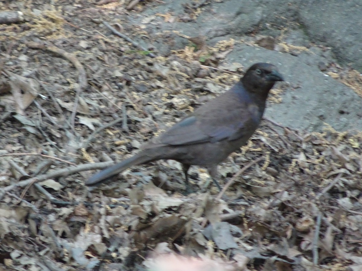 Common Grackle - ML629850332