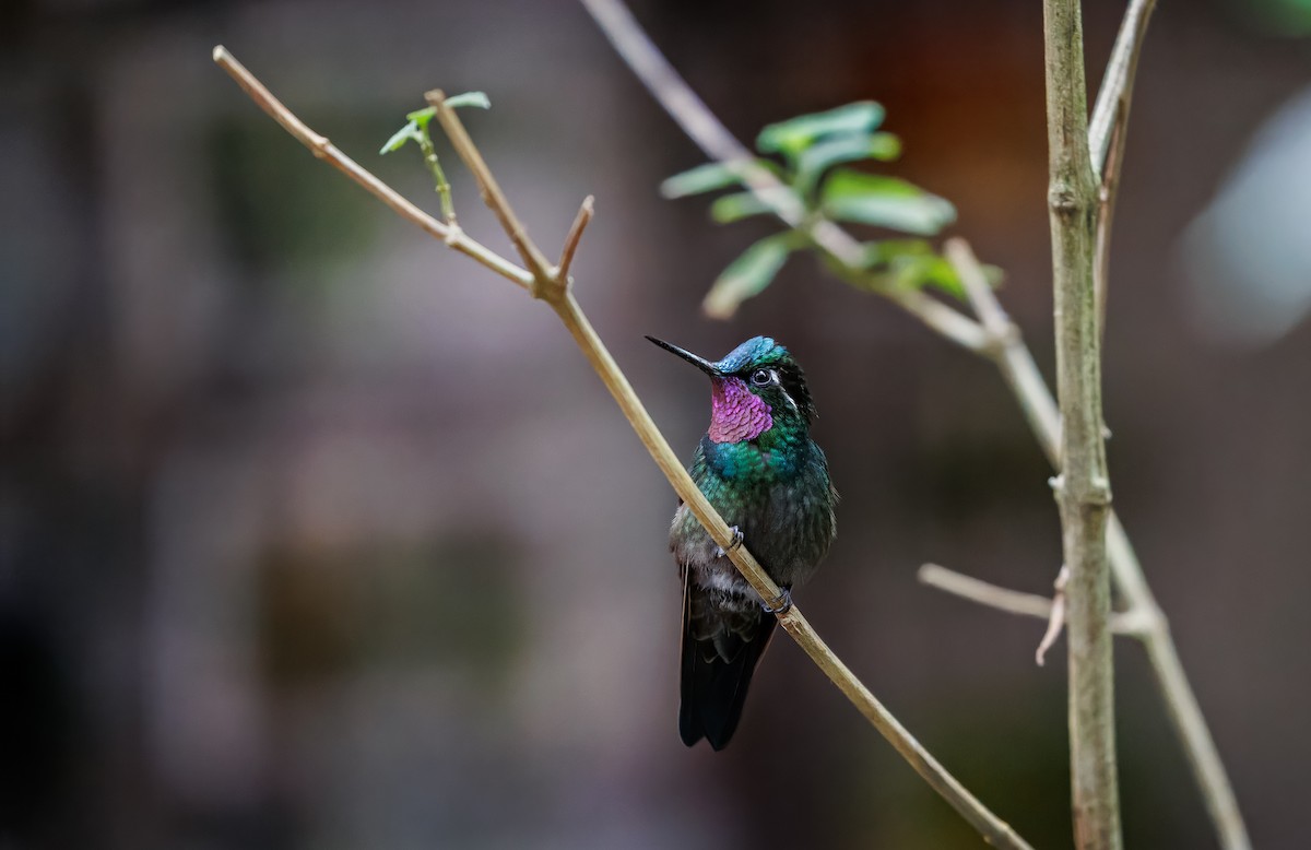 Purple-throated Mountain-gem - ML629850421