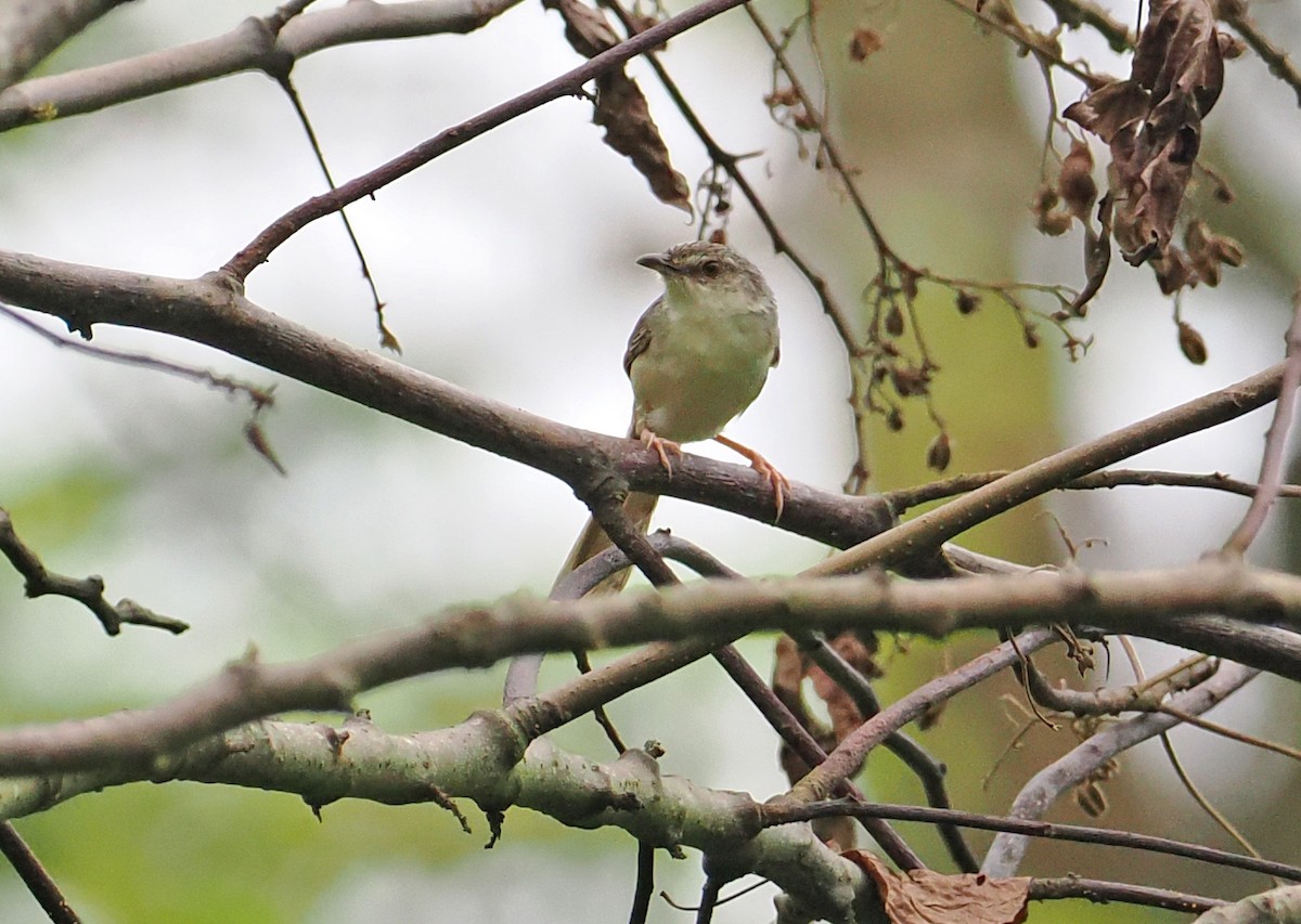 Prinia des montagnes - ML629850430