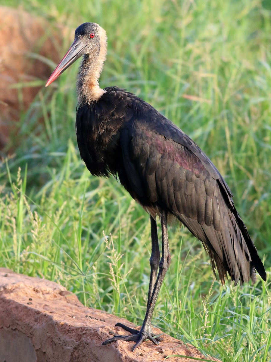 African Woolly-necked Stork - ML629850544
