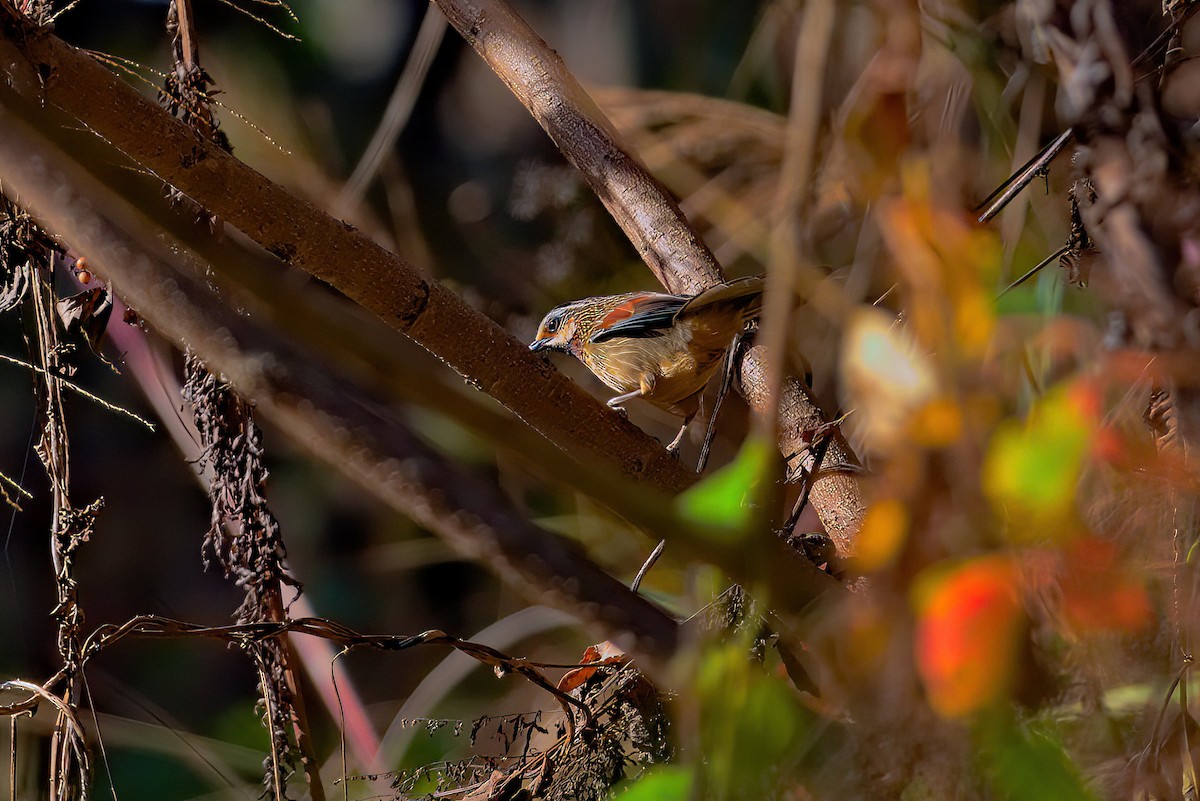 Striped Laughingthrush - ML629850893