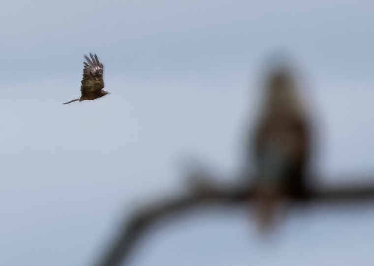 Square-tailed Kite - ML629851039