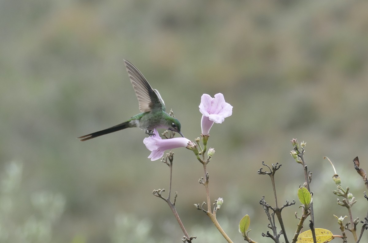 gråbukkolibri - ML629851157