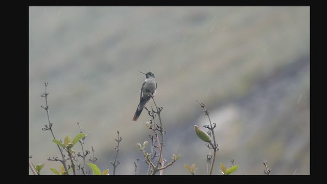 gråbukkolibri - ML629851288
