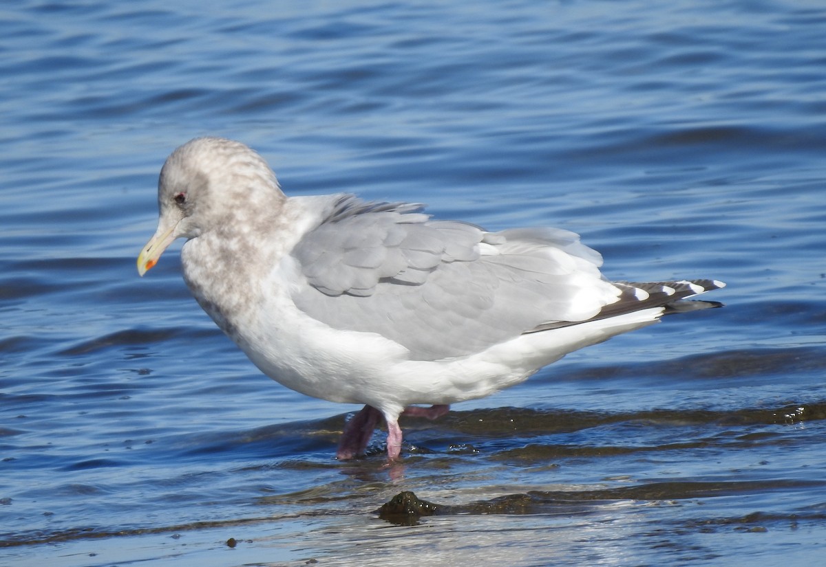 Iceland Gull - ML629851289