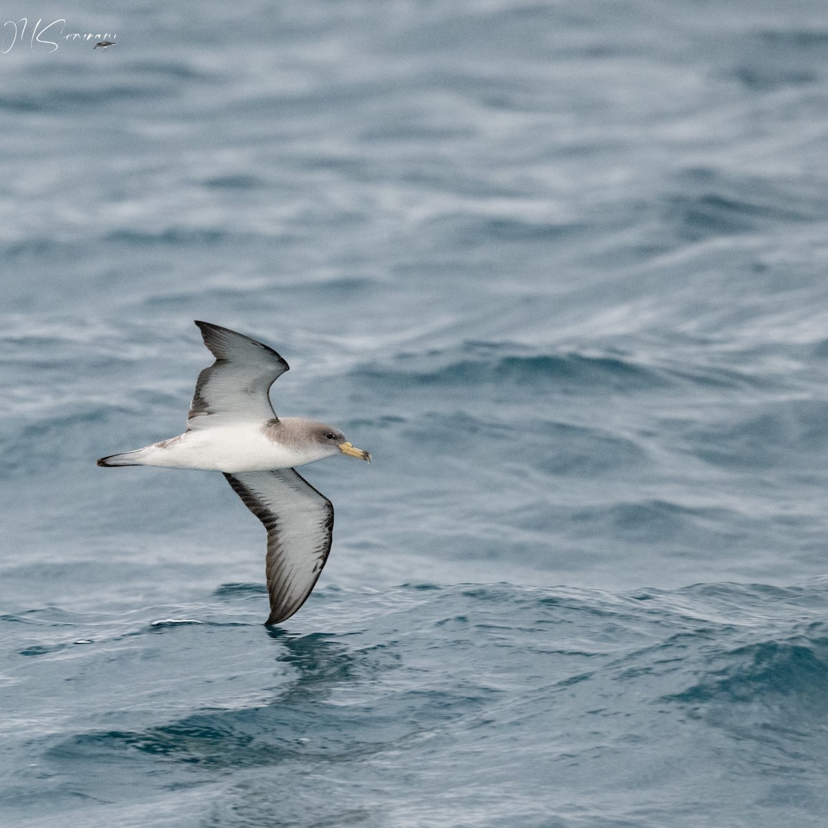 Scopoli's Shearwater - ML629851648