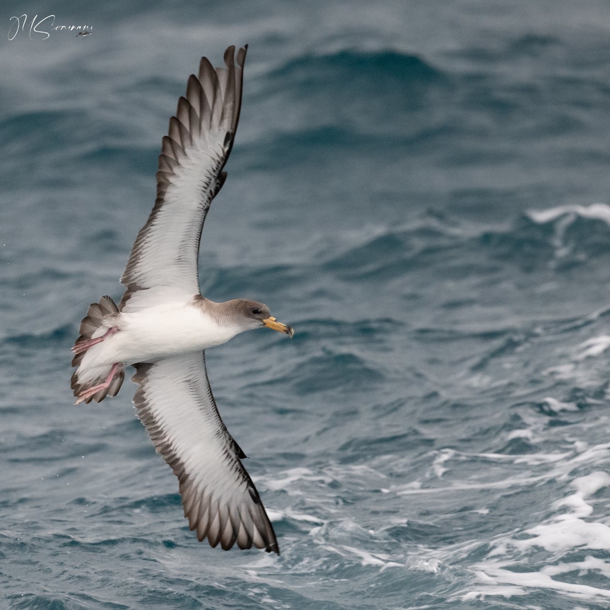 Scopoli's Shearwater - ML629851649