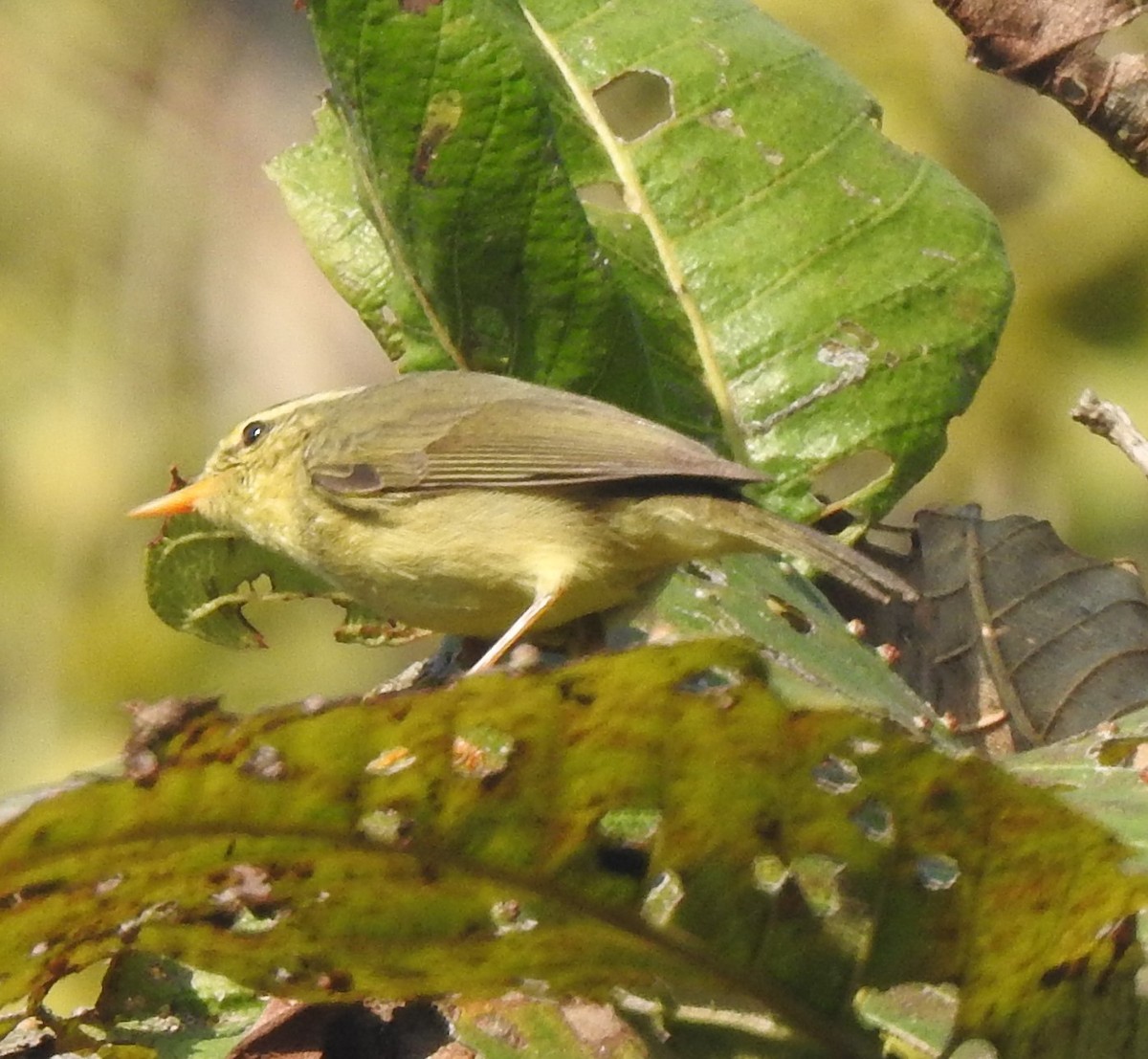 Tickell's Leaf Warbler - ML629851745