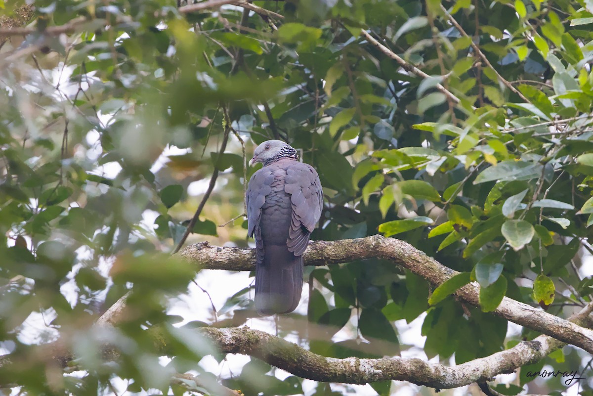 Nilgiri Tahtalısı - ML629851836