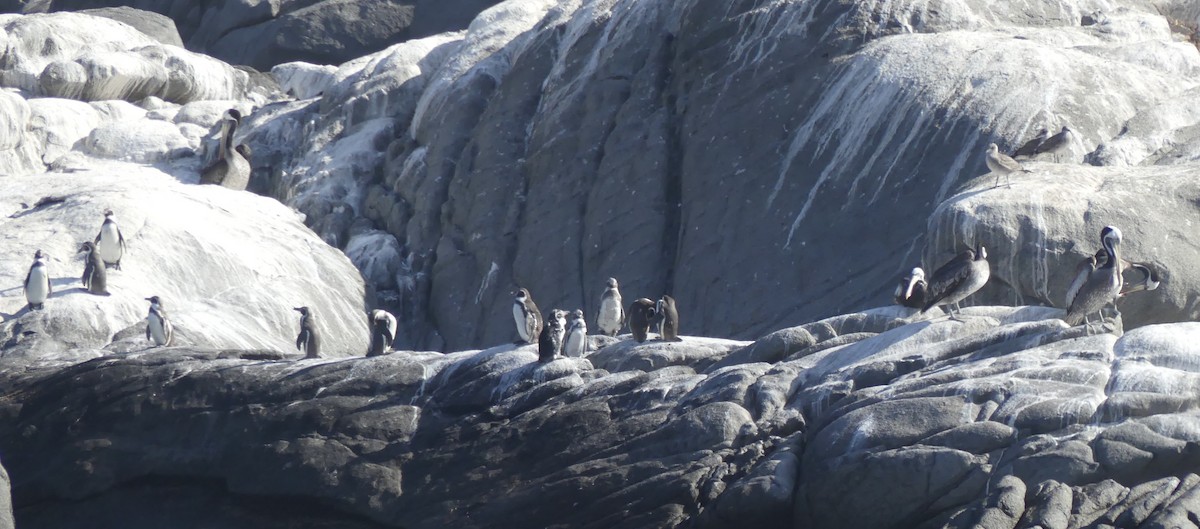 eBird Checklist - 25 Jan 2025 - Cachagua - 5 species