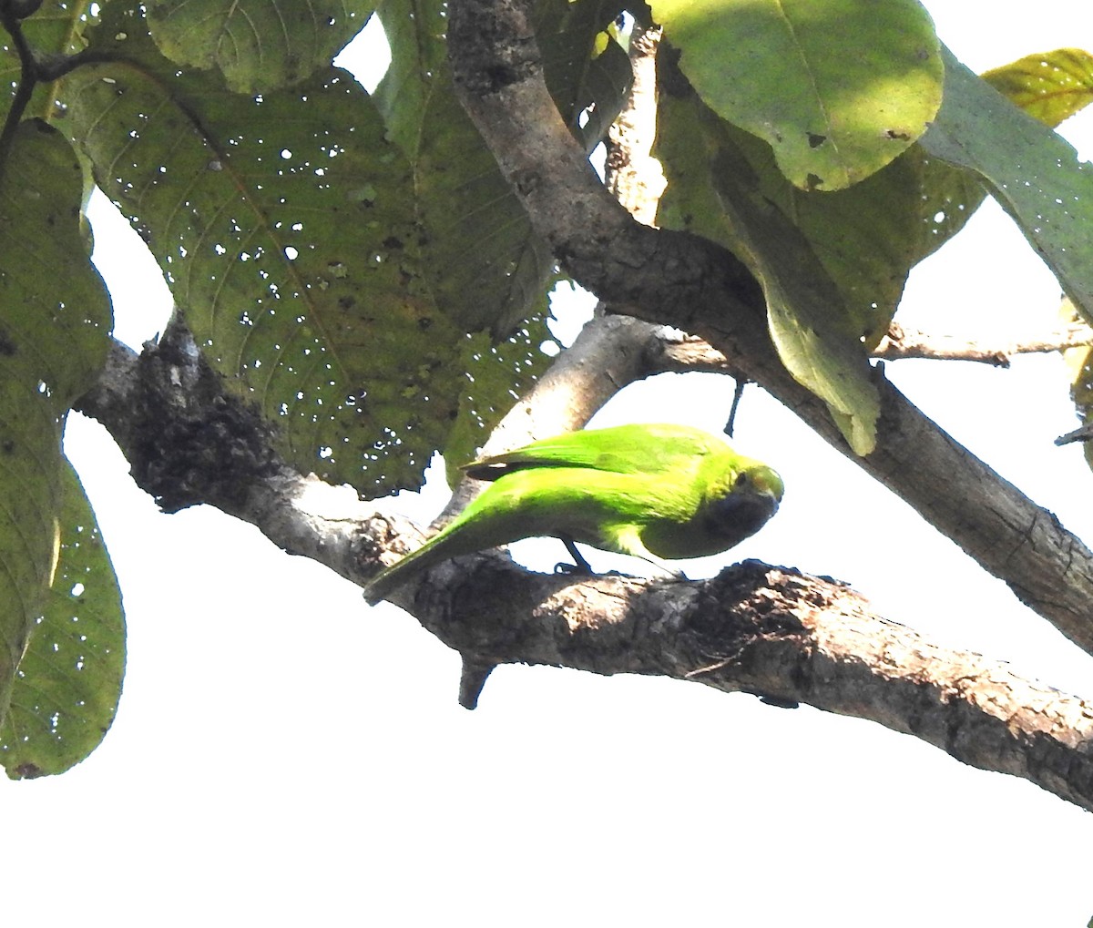 Golden-fronted Leafbird - ML629852080