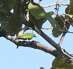 Golden-fronted Leafbird - ML629852081