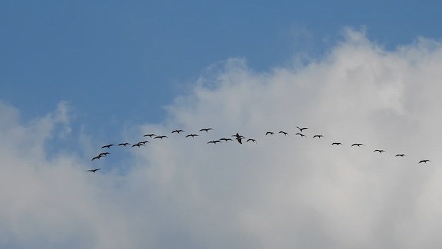 Glossy Ibis - ML629852106