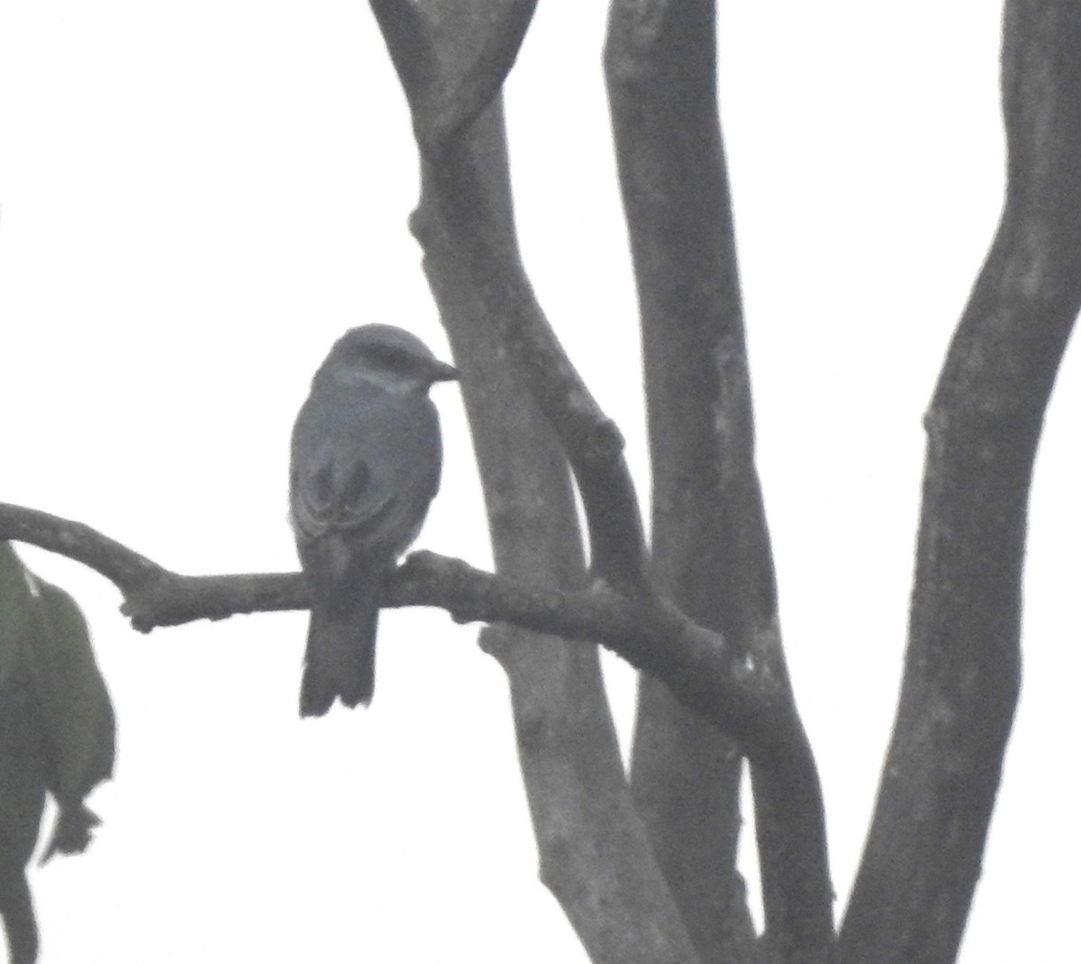 Indian Cuckooshrike - ML629852122