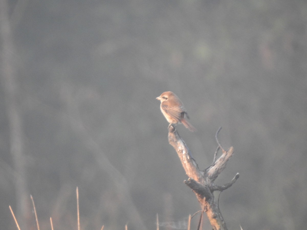 Brown Shrike - ML629852167