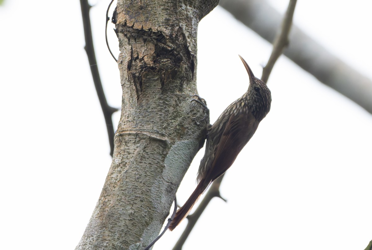 Streak-headed Woodcreeper - Ohad Sherer