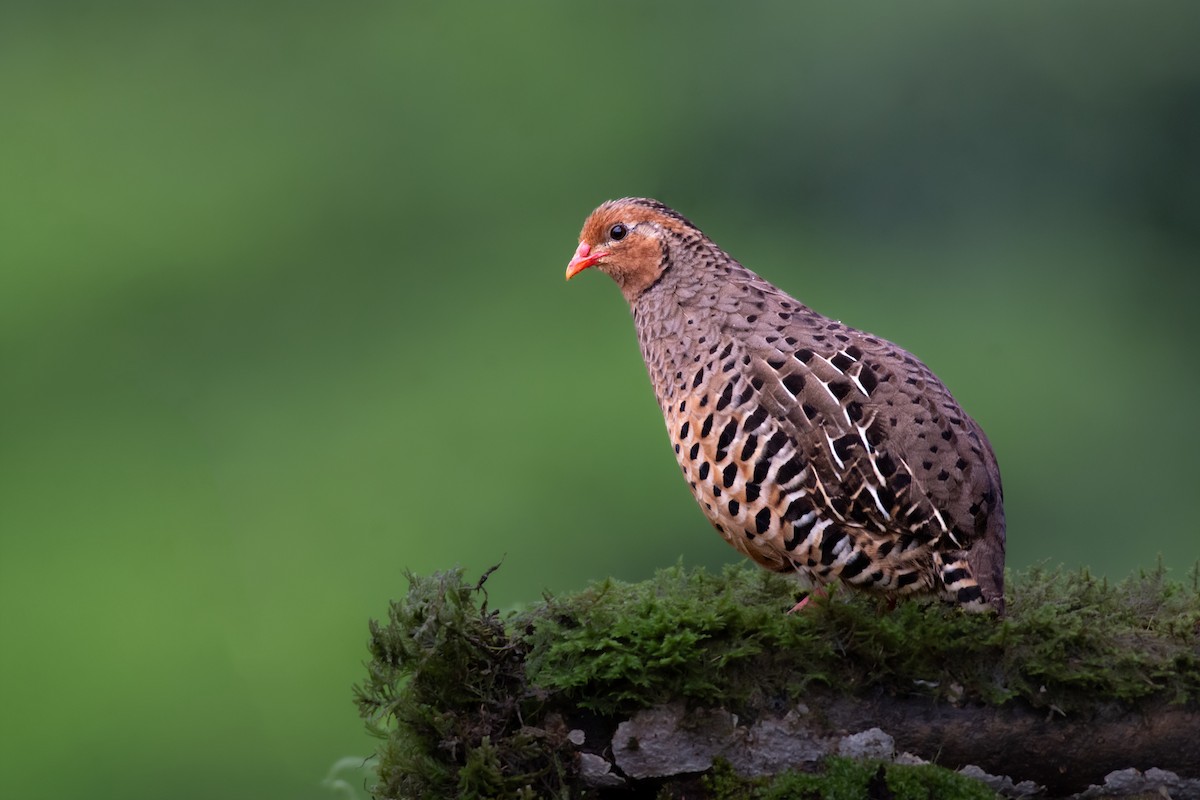 Painted Bush-Quail - ML629852204