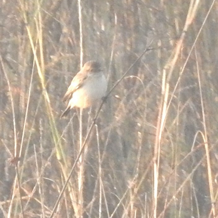 Siberian Stonechat - ML629852208