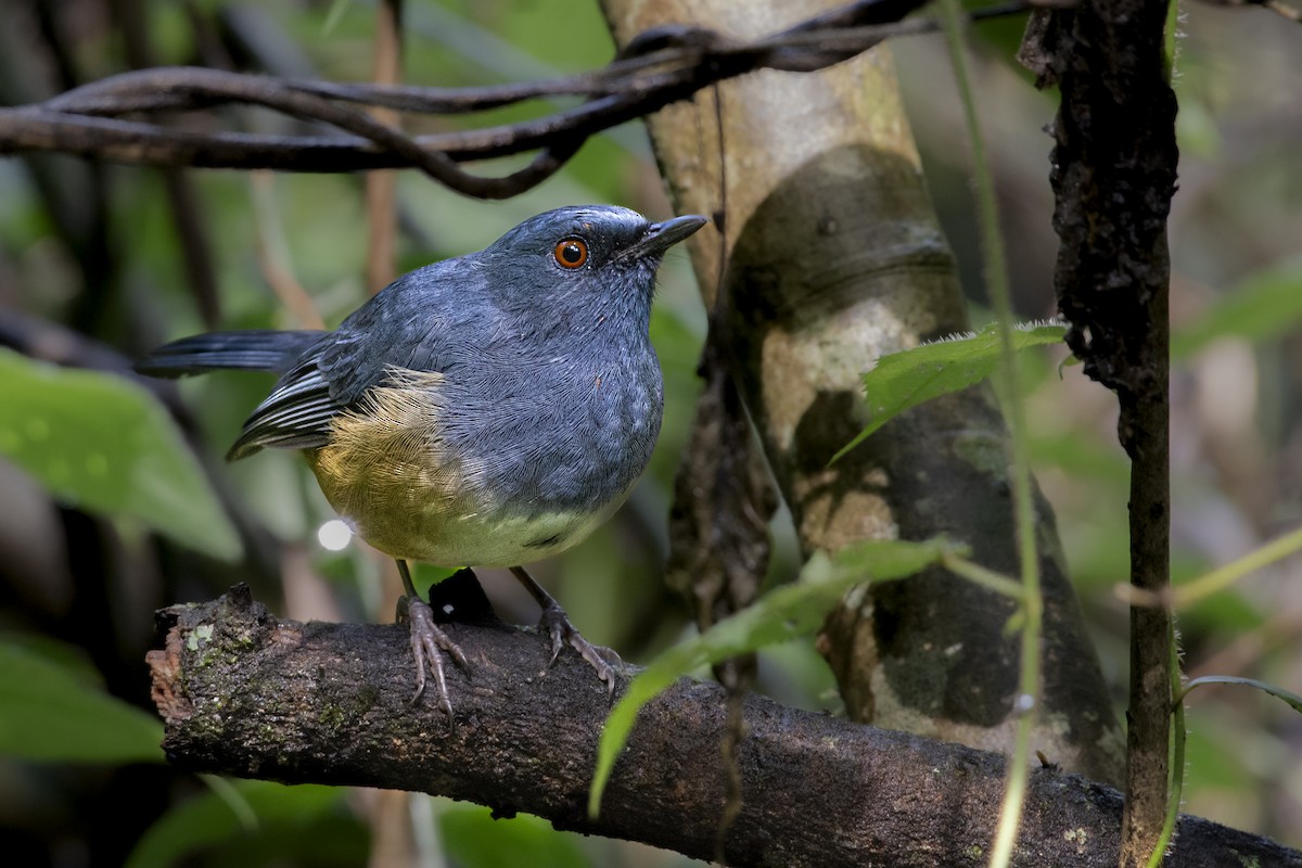 Nilgiri Sholakili - ML629852231