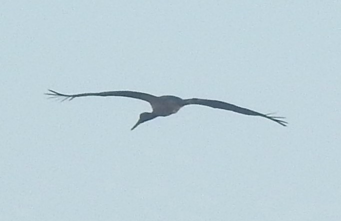 Black Stork - ML629852238