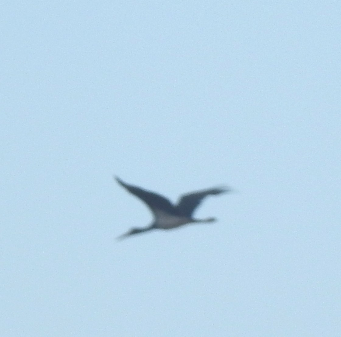 Black Stork - ML629852239