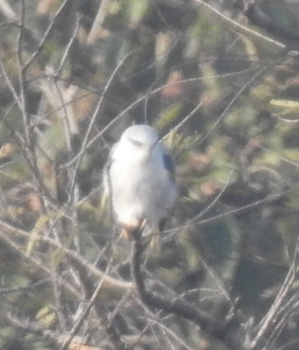 Black-winged Kite - ML629852289