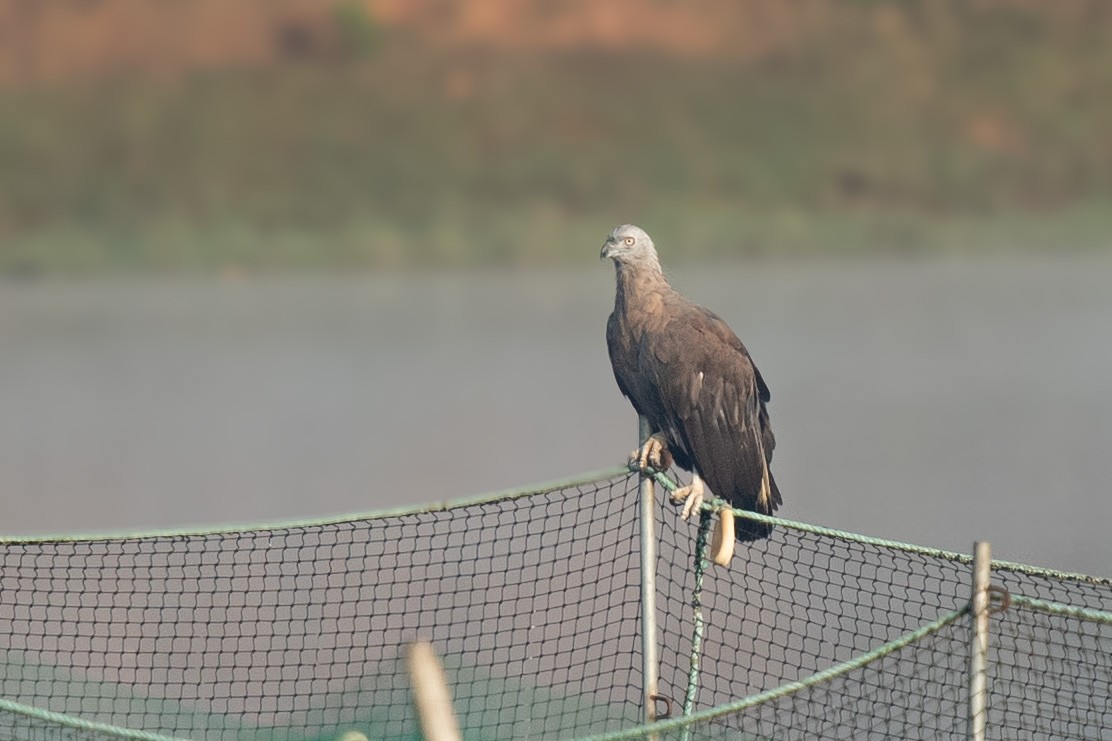 Gray-headed Fish-Eagle - ML629852290
