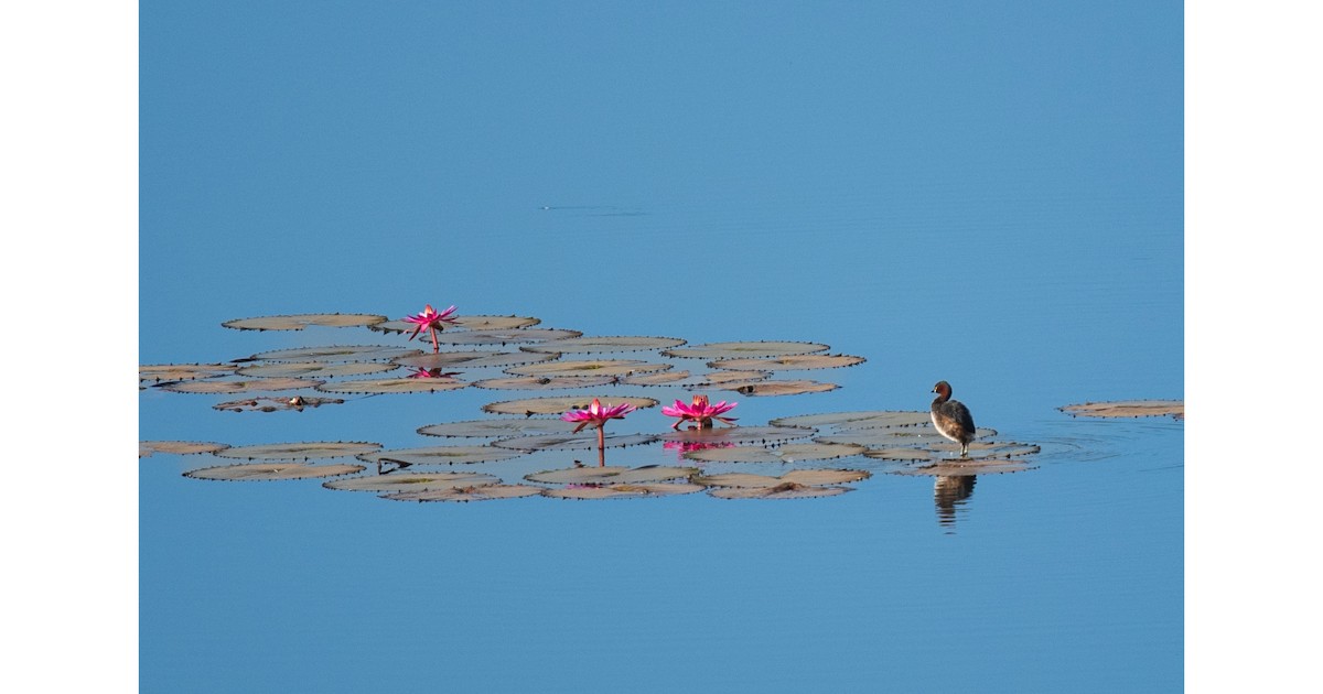 Tuffetto - ML629852301