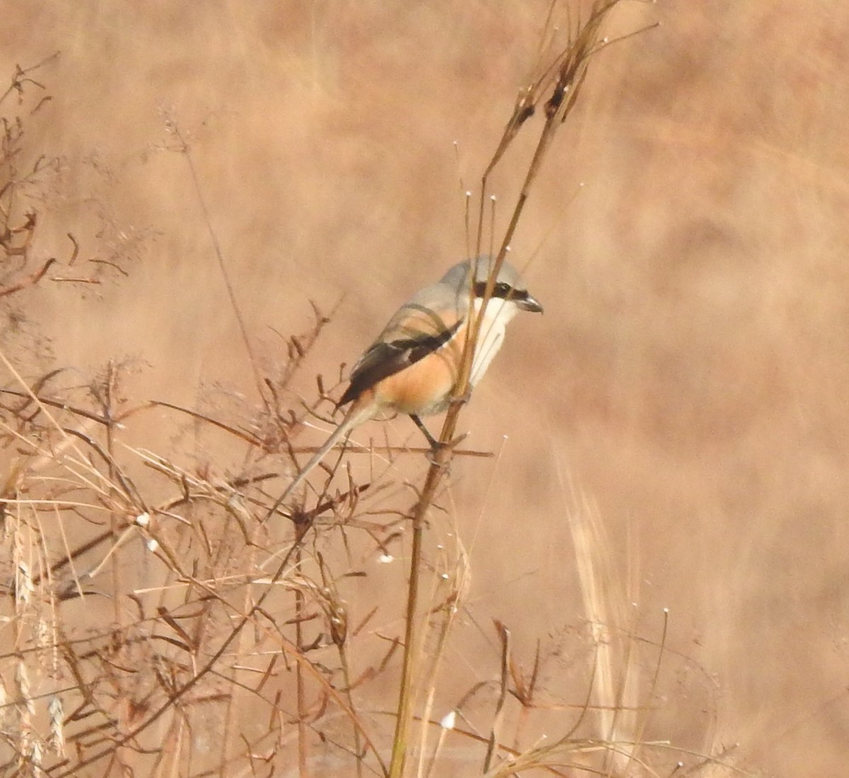 Long-tailed Shrike - ML629852305