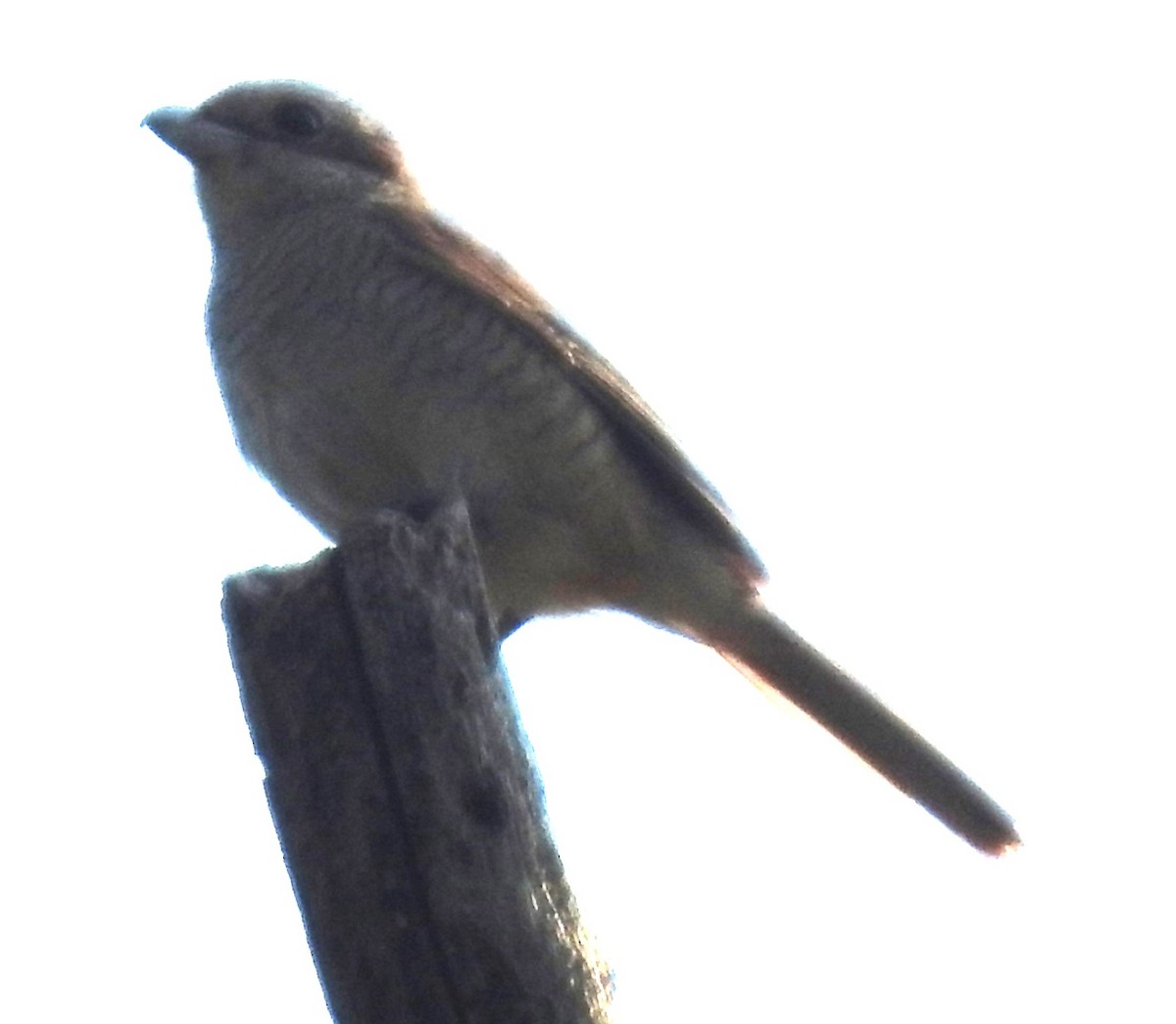 Brown Shrike - ML629852390