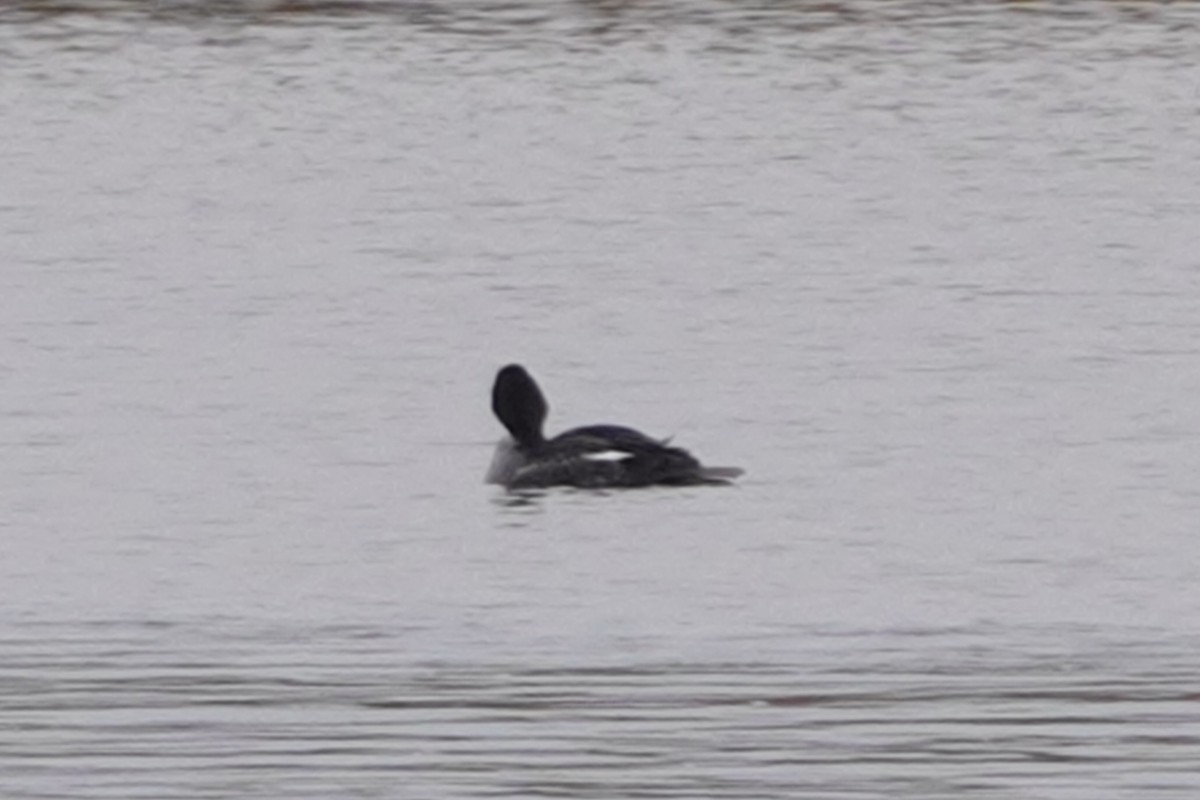 Common Goldeneye - ML629852550
