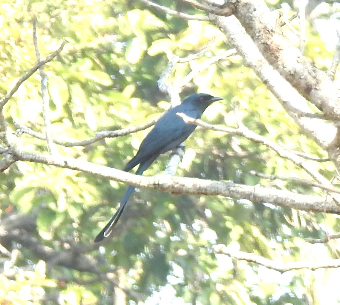 Ashy Drongo - ML629852651