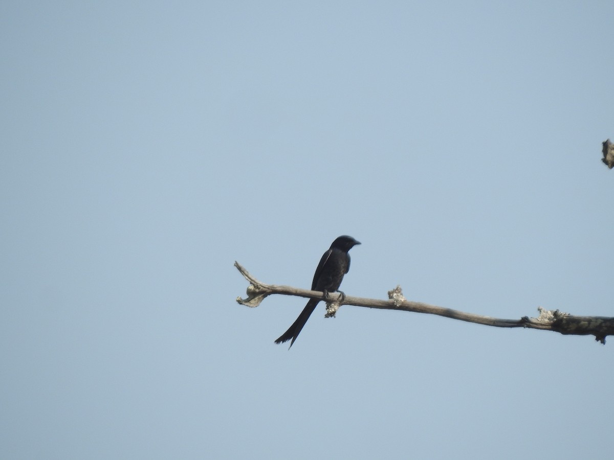 Black Drongo - ML629852703