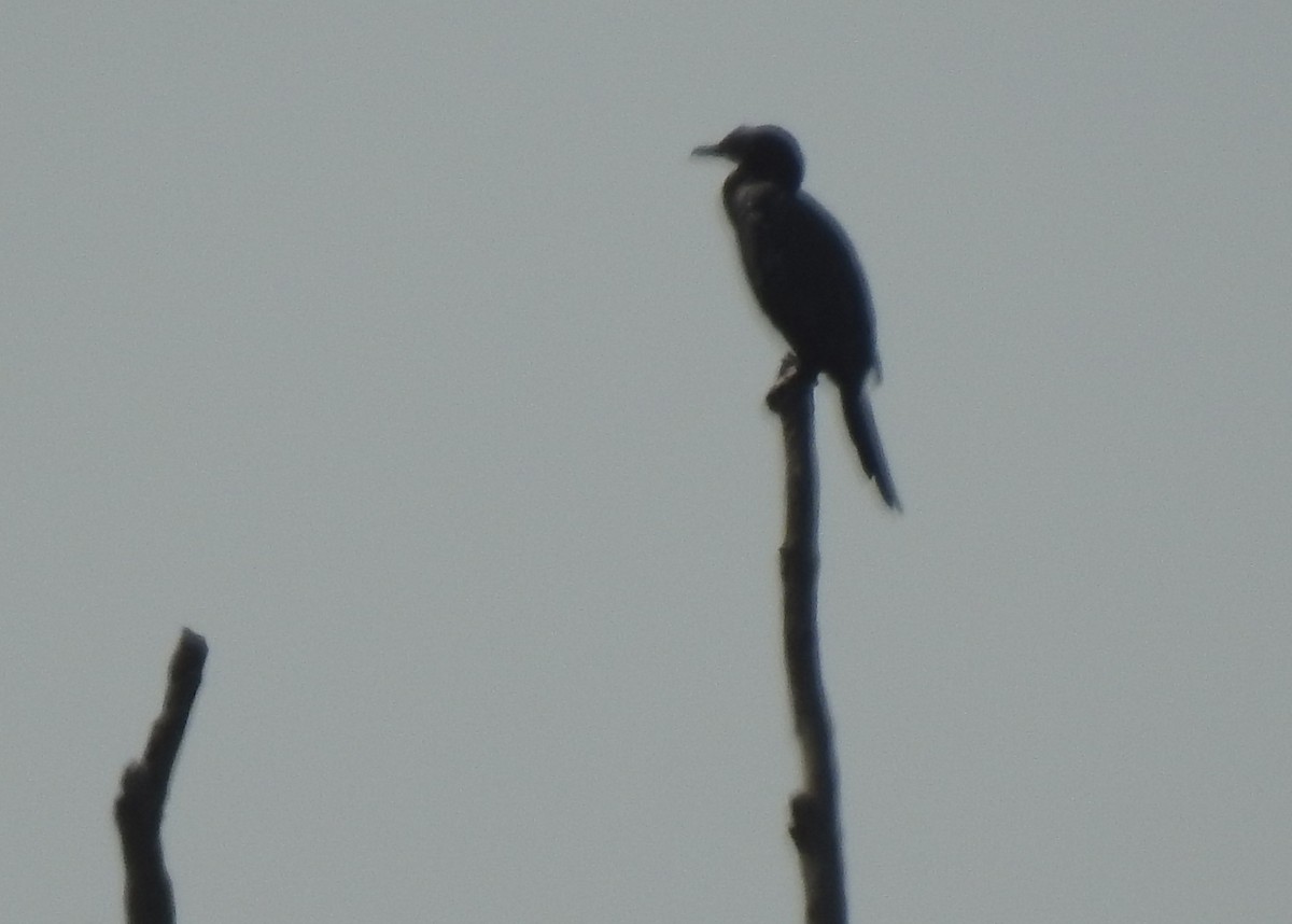 Little Cormorant - ML629852711