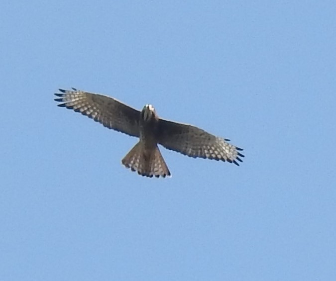 White-eyed Buzzard - ML629852732