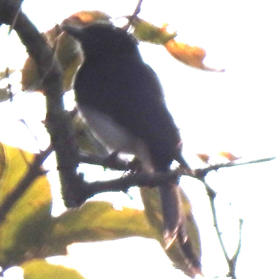White-bellied Drongo - ML629852898