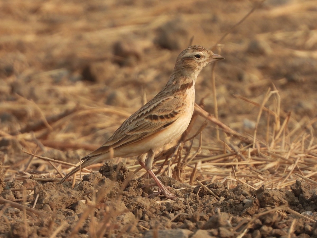 Mongolian Short-toed Lark - ML629852932