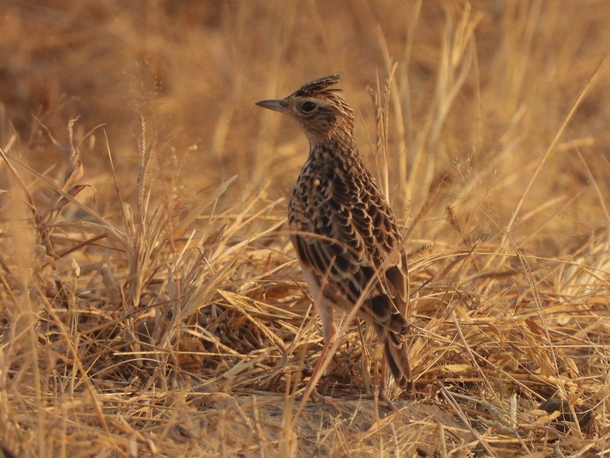 Oriental Skylark - ML629852935