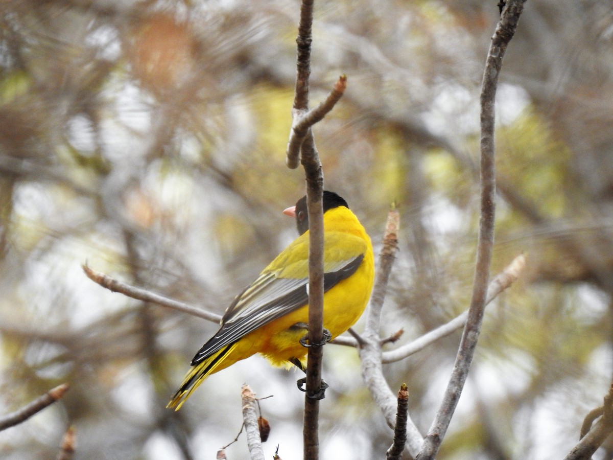 African Black-headed Oriole - ML629853047