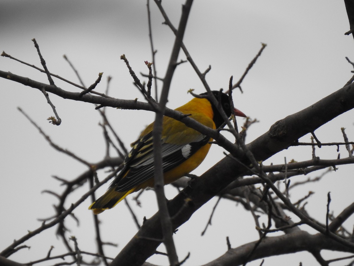 African Black-headed Oriole - ML629853048