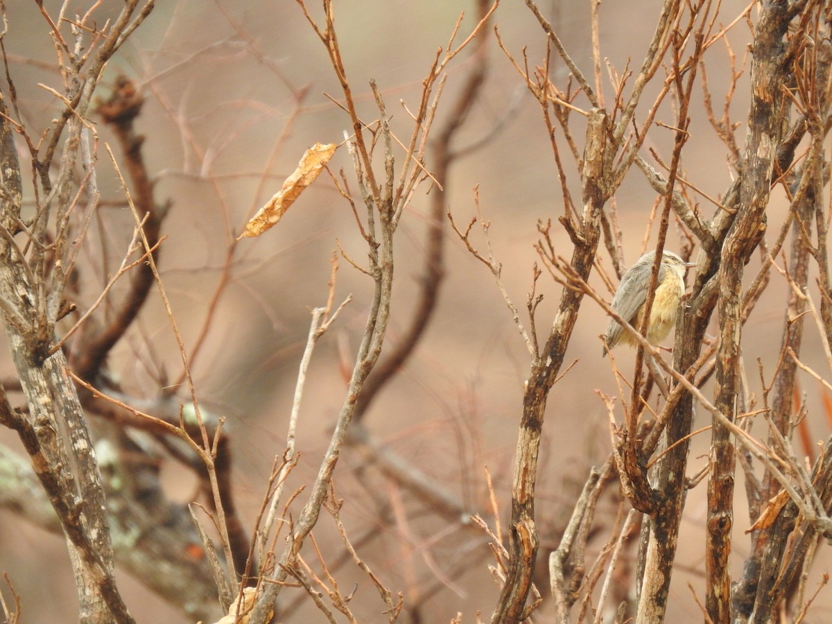 Long-billed Crombec - ML629853211