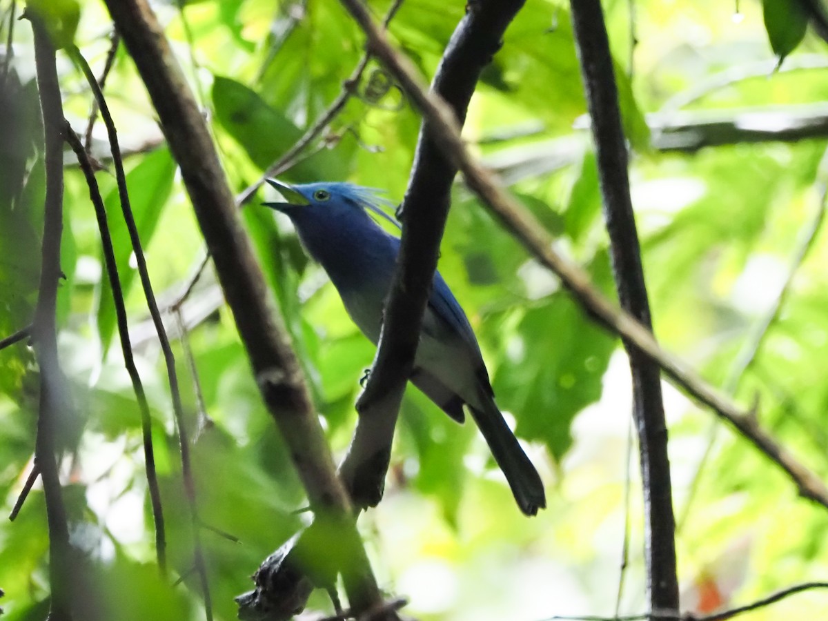 Celestial Monarch - ML629853247