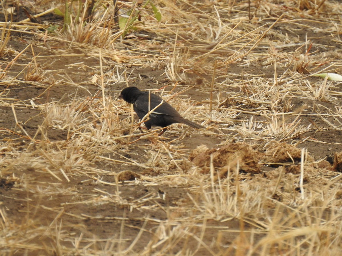 Red-billed Buffalo-Weaver - ML629853304